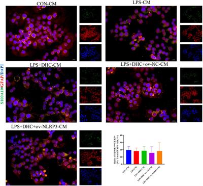 The role and mechanism of NLRP3 inflammasome-mediated astrocyte activation in dehydrocorydaline against CUMS-induced depression
